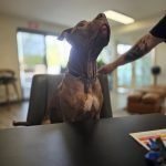 A proper gentleman 🤗 His pet parents help keep him healthy and strong with great food, plenty of exercise and a monthly tune up with his doggy chiropractor 🐾👏❤️ it's never too early to help them feel their best!

#animalchiropractic
#dogchiropractic 
#dogchiropractor 
#animalchiropracticscottsdale 
#animalchiropractor 
#animalchiropractorarizona 
#scottsdale 
#doglover 
#pibble