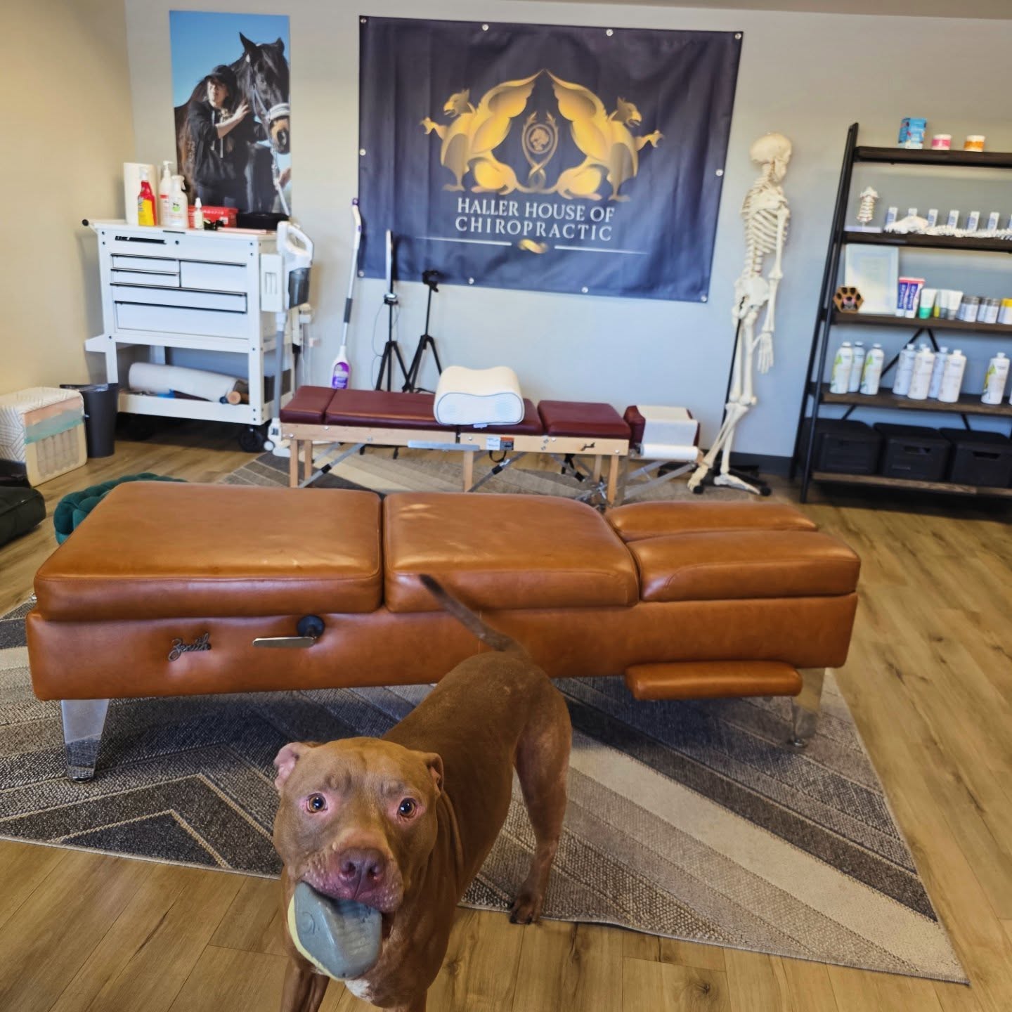 Feeling his best after his monthly spinal tune up ✨️🐾

#animalchiropractic 
#animalchiropracticscottsdale