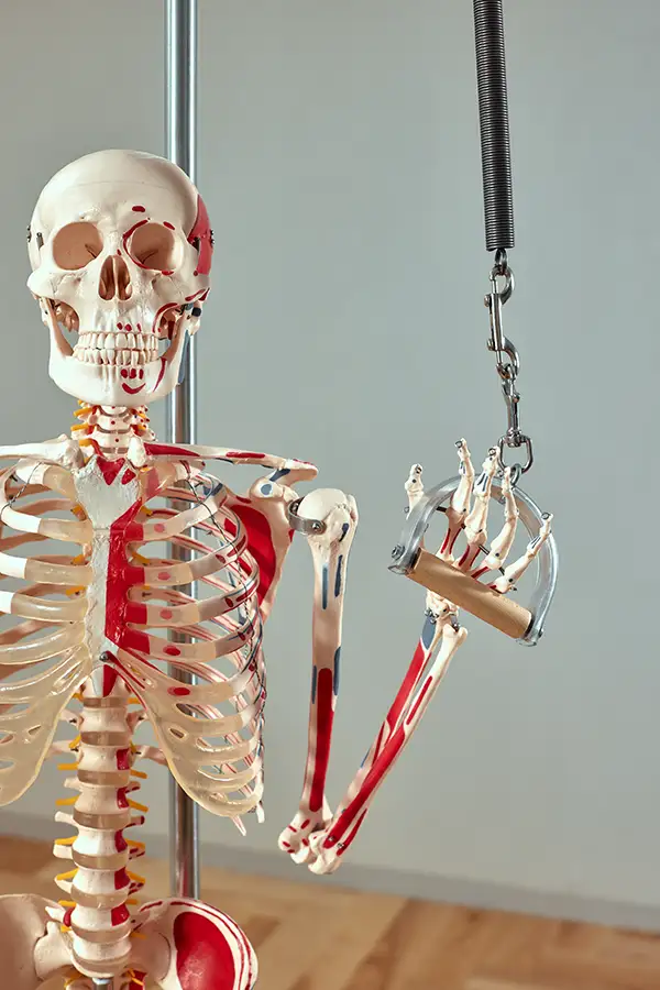 Upper cervical chiropractic anatomy for musculoskeletal health Scottsdale