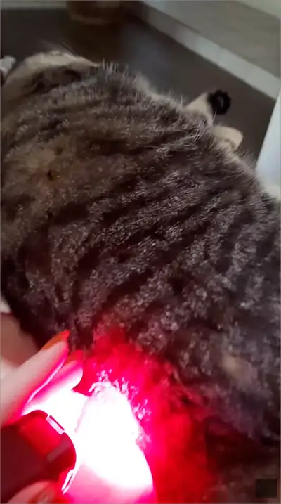 Veterinary cold laser therapy for cats by Scottsdale animal chiropractor